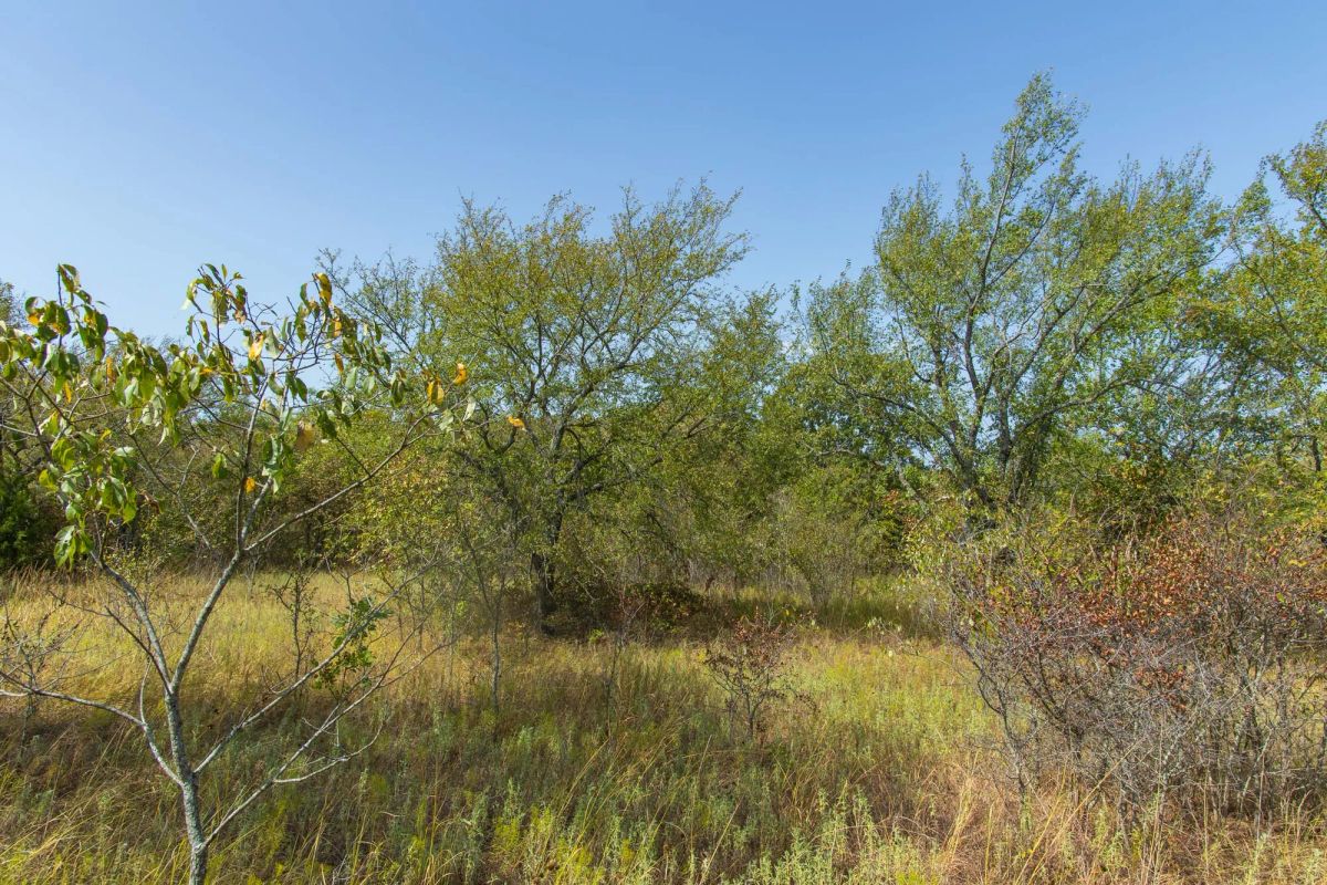 Decorative background for Gracyn Meadows Tract 16 image 9