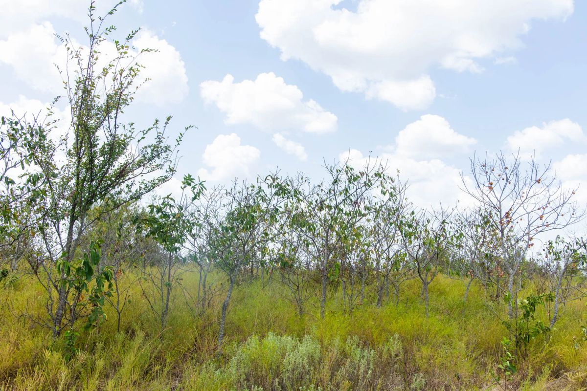 Decorative background for Gracyn Meadows Tract 16 image 11