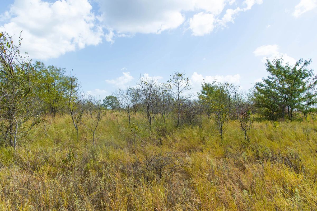 Decorative background for Gracyn Meadows Tract 16 image 16