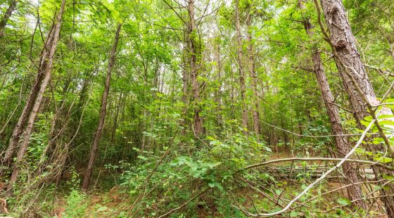 Whiskey Ridge Tract 93 in Henderson County, TN