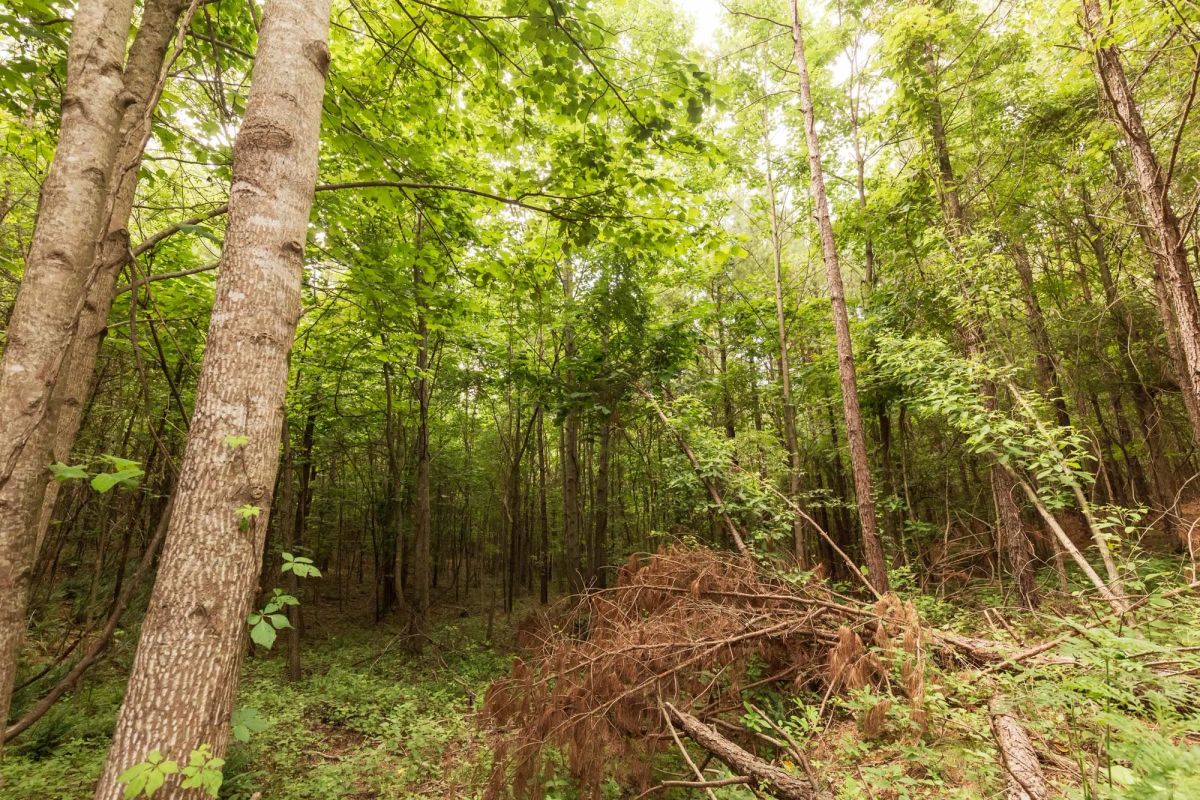 Whiskey Ridge Tract 93 - Image 3