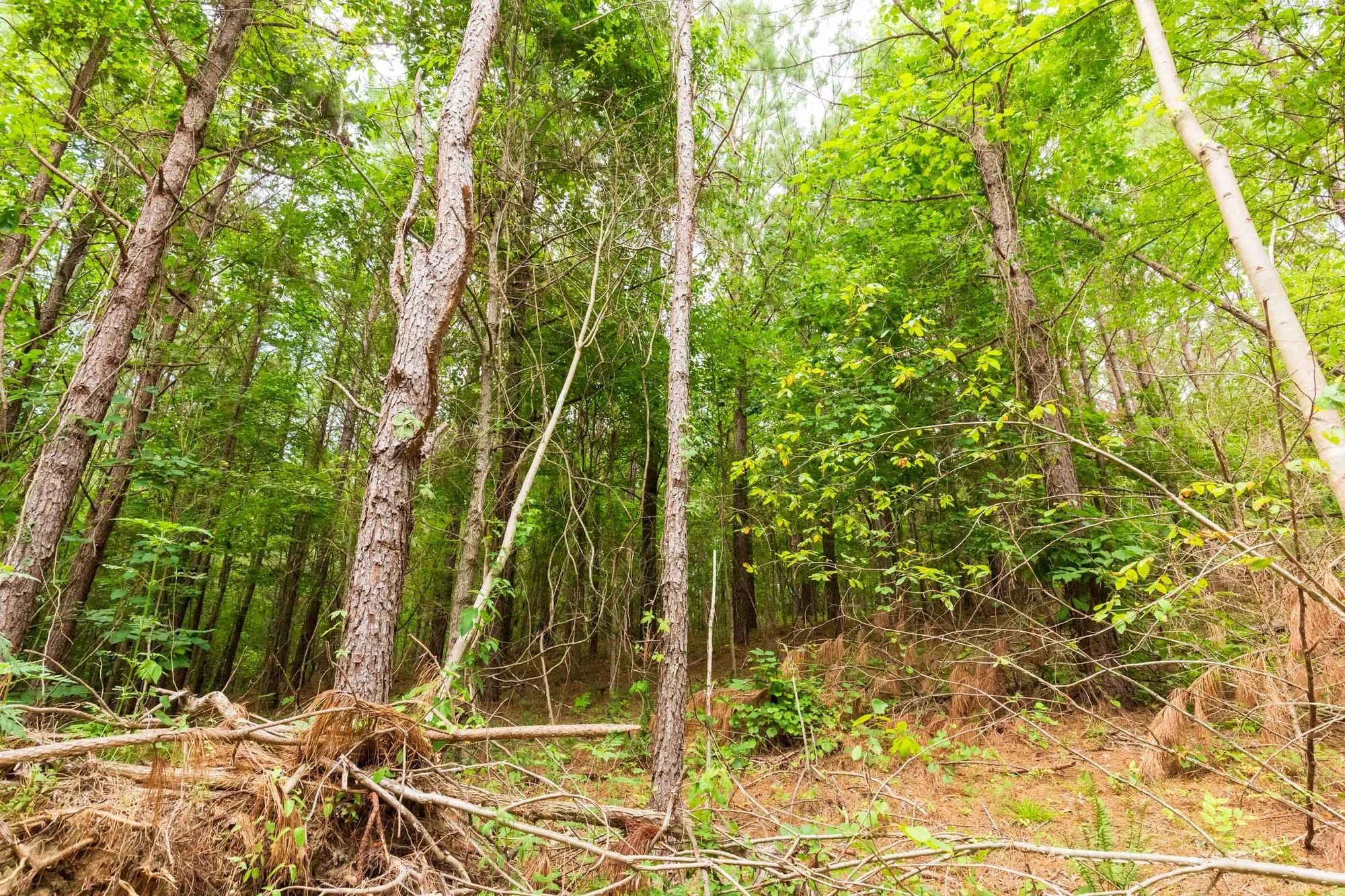 Whiskey Ridge Tract 93 in Henderson County, TN