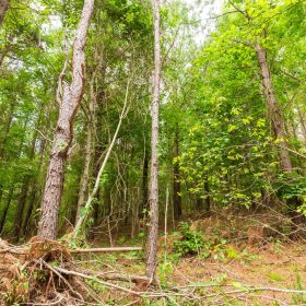 Whiskey Ridge Tract 93 in Henderson County, TN