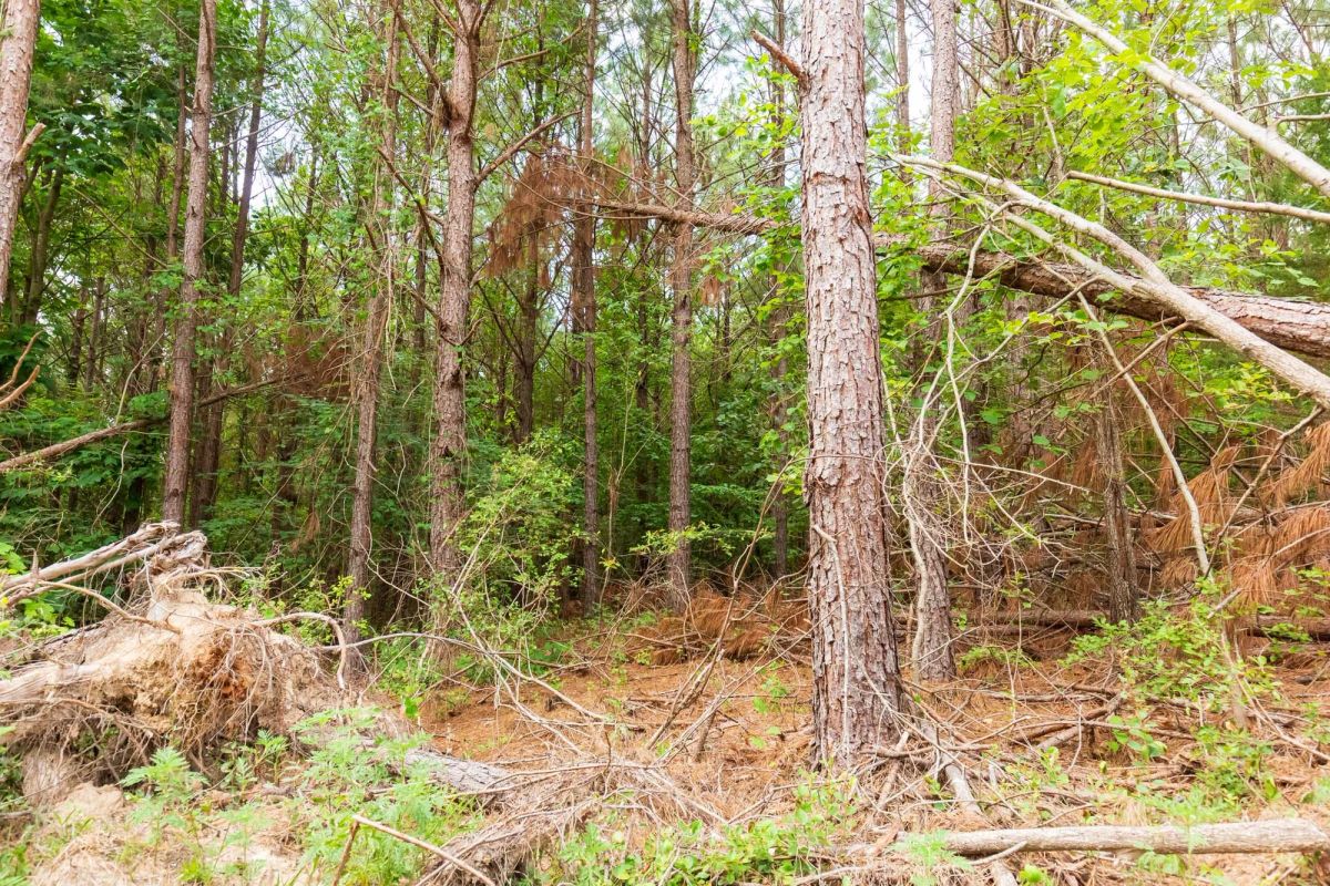 Decorative background for Whiskey Ridge Tract 93 image 5