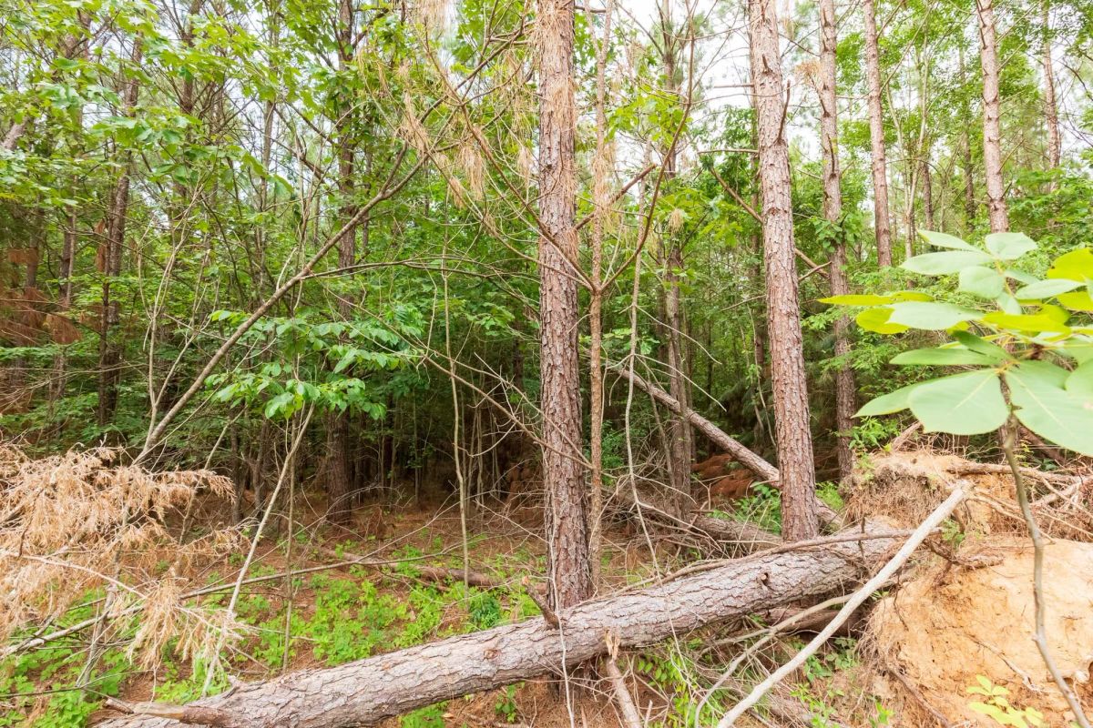 Decorative background for Whiskey Ridge Tract 93 image 6