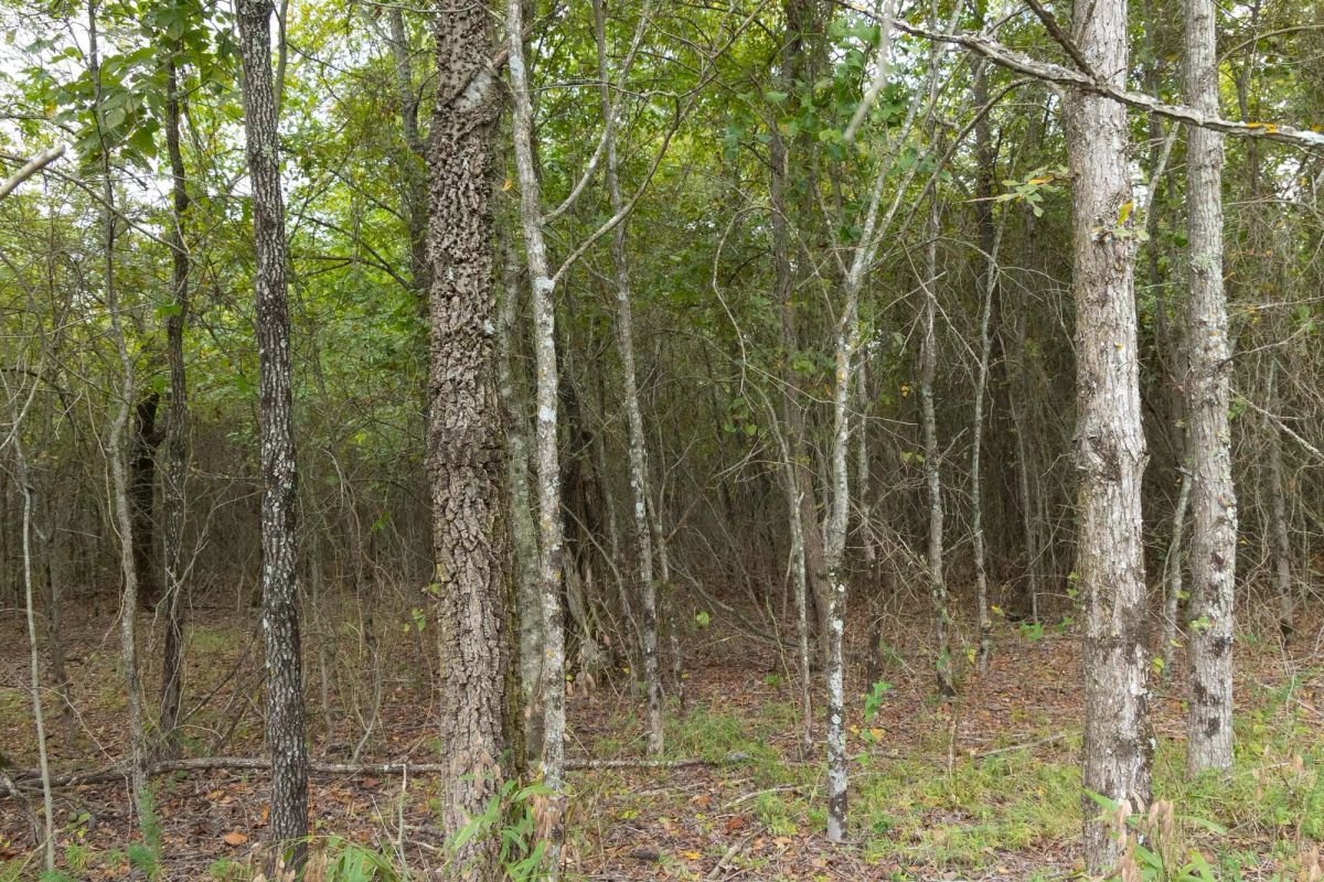 Decorative background for Reserves At Cattail Cove Phase II Tract 86 image 7