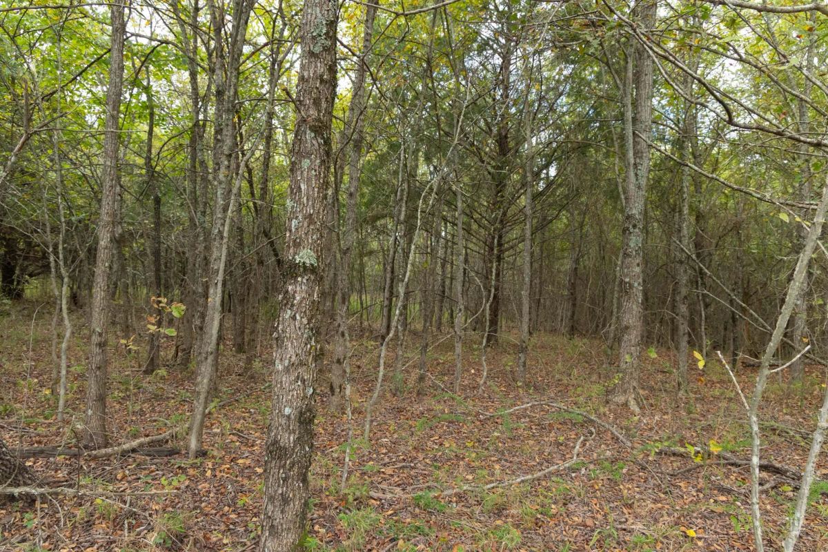 Decorative background for Reserves At Cattail Cove Phase II Tract 86 image 8