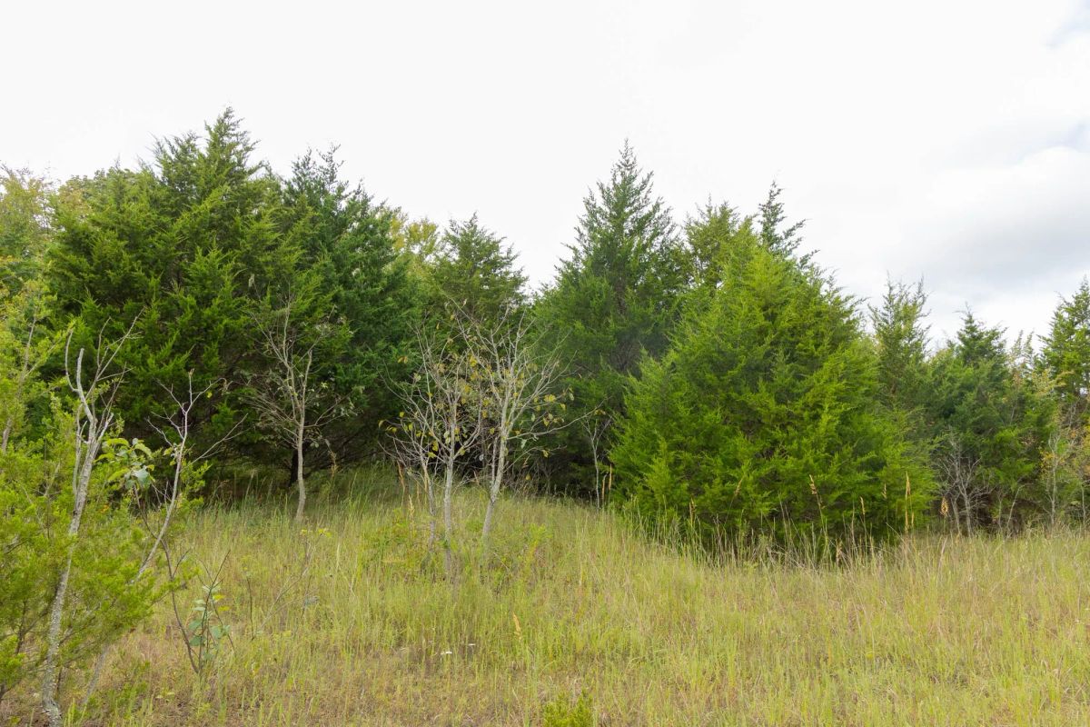 Decorative background for Reserves At Cattail Cove Phase II Tract 86 image 9