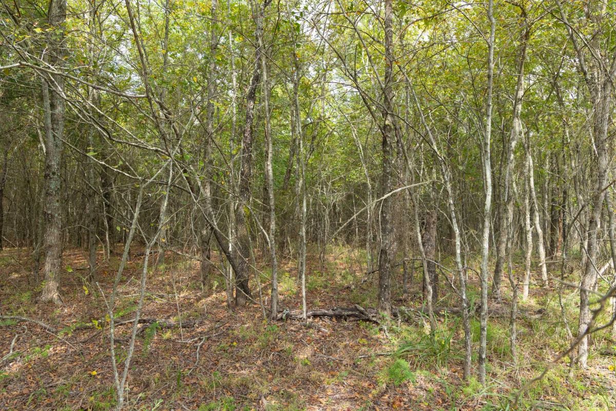 Decorative background for Reserves At Cattail Cove Phase II Tract 86 image 12