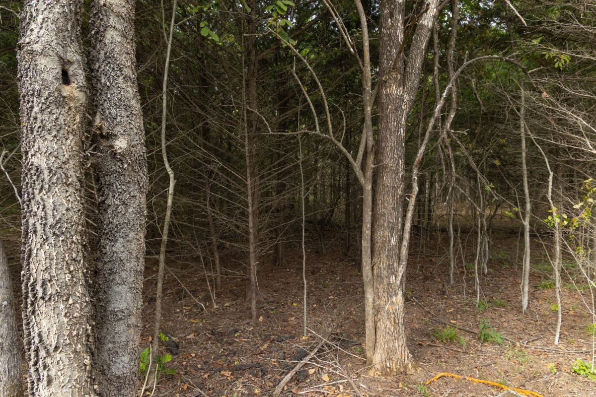 Decorative background for Reserves At Cattail Cove Phase II Tract 86 image 13