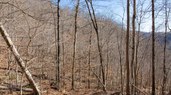 Blackstone Mountain Phase I Tract 48 in Clay County, KY