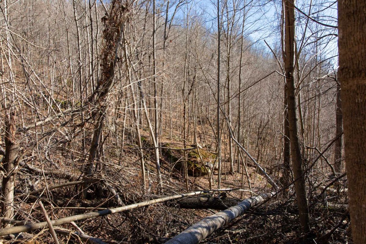 Blackstone Mountain Phase I Tract 48 - Image 4