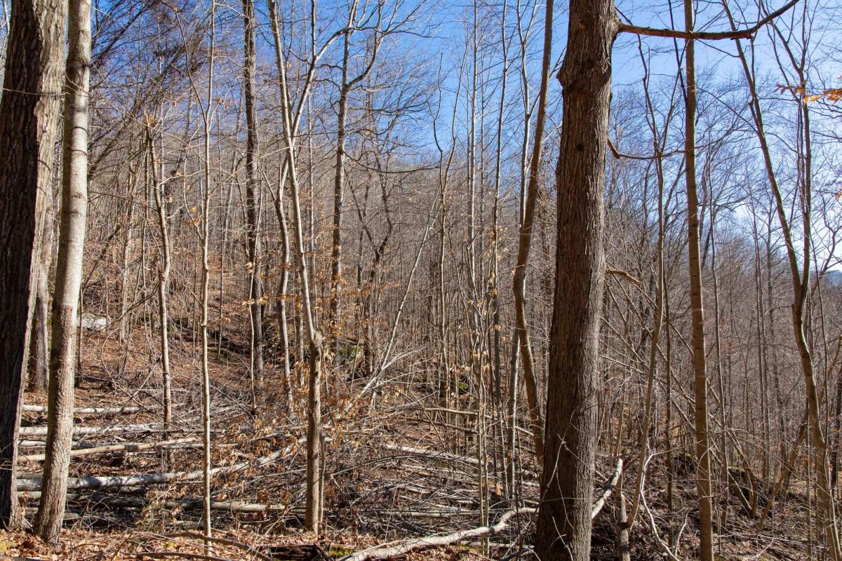 Decorative background for Blackstone Mountain Phase I Tract 48 image 6