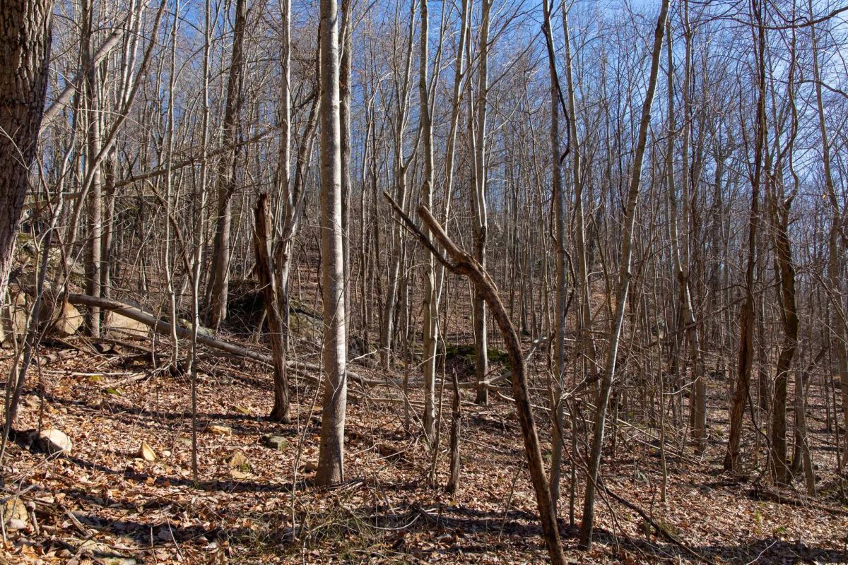 Decorative background for Blackstone Mountain Phase I Tract 48 image 9