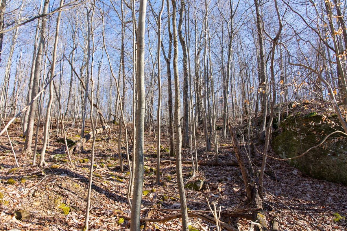 Decorative background for Blackstone Mountain Phase I Tract 48 image 12