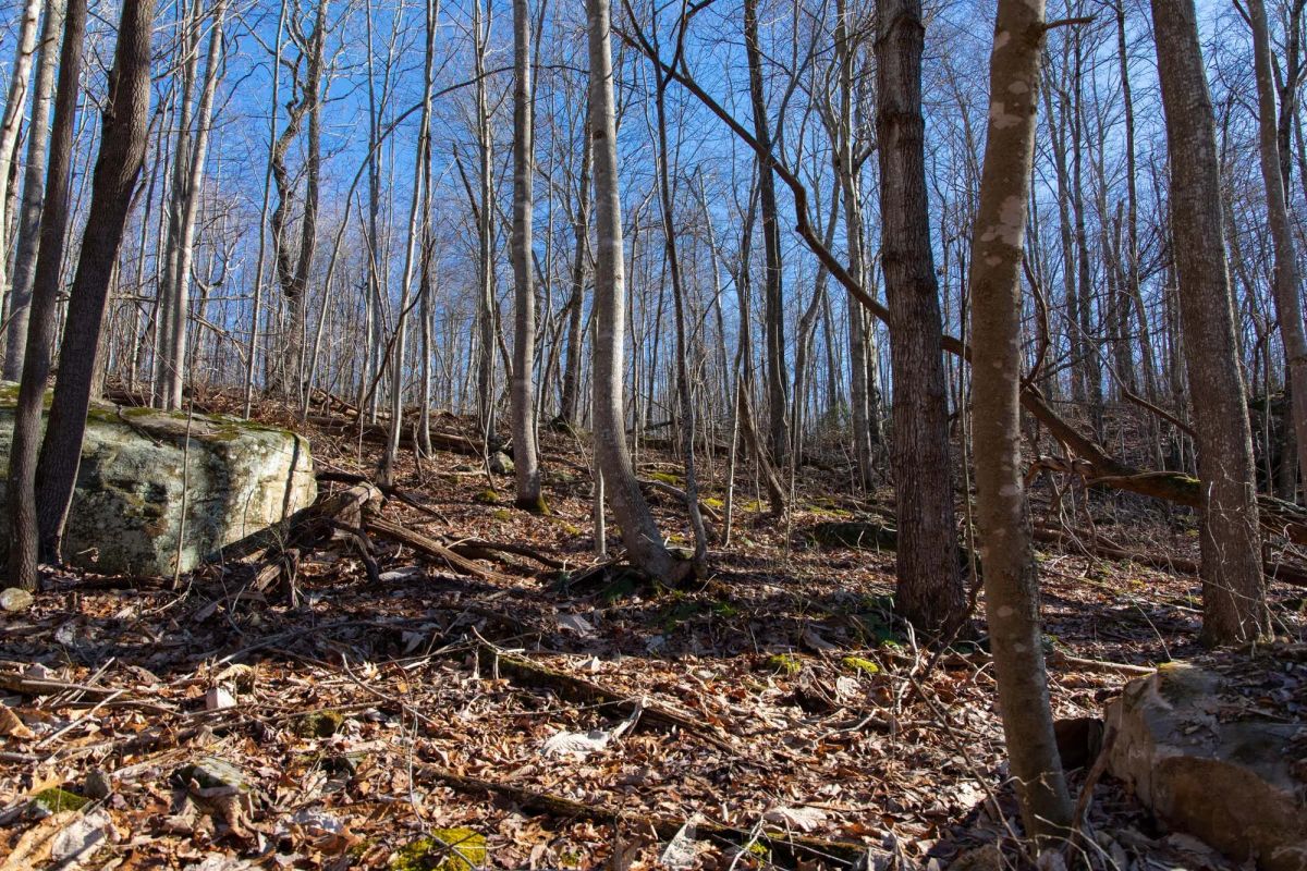 Decorative background for Blackstone Mountain Phase I Tract 48 image 13