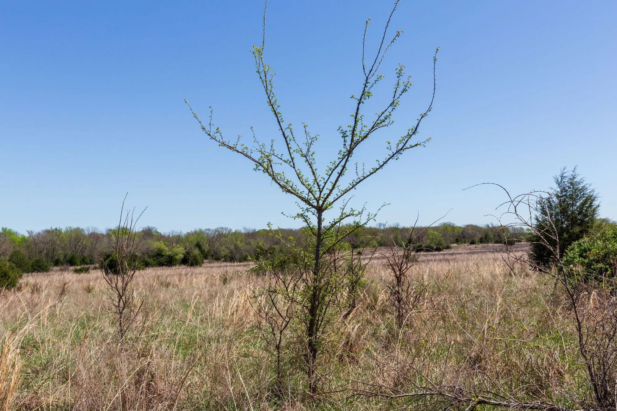 Prairie Grove Tract 25 in Okfuskee County, OK