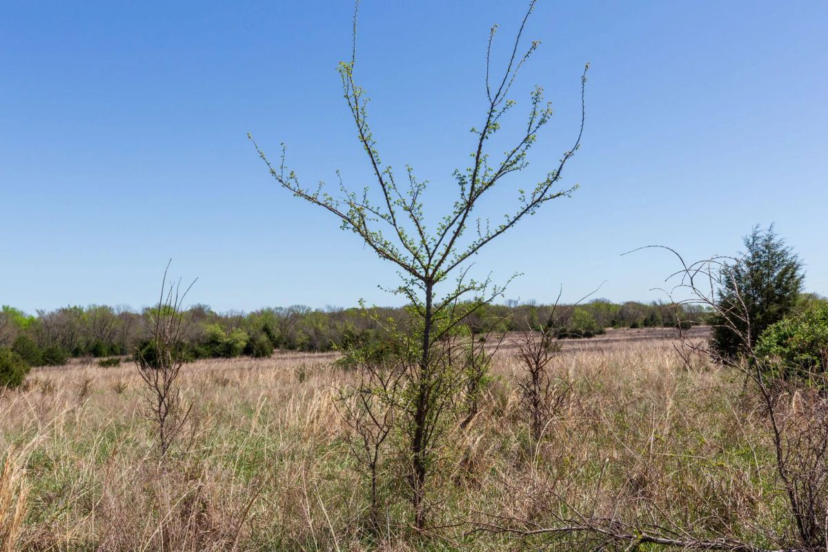 Prairie Grove Tract 25 - Image 2