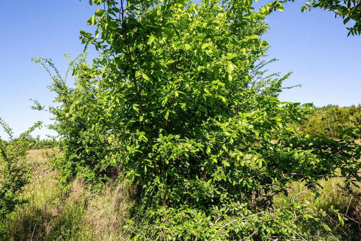 Prairie Grove Tract 25 - Image 3