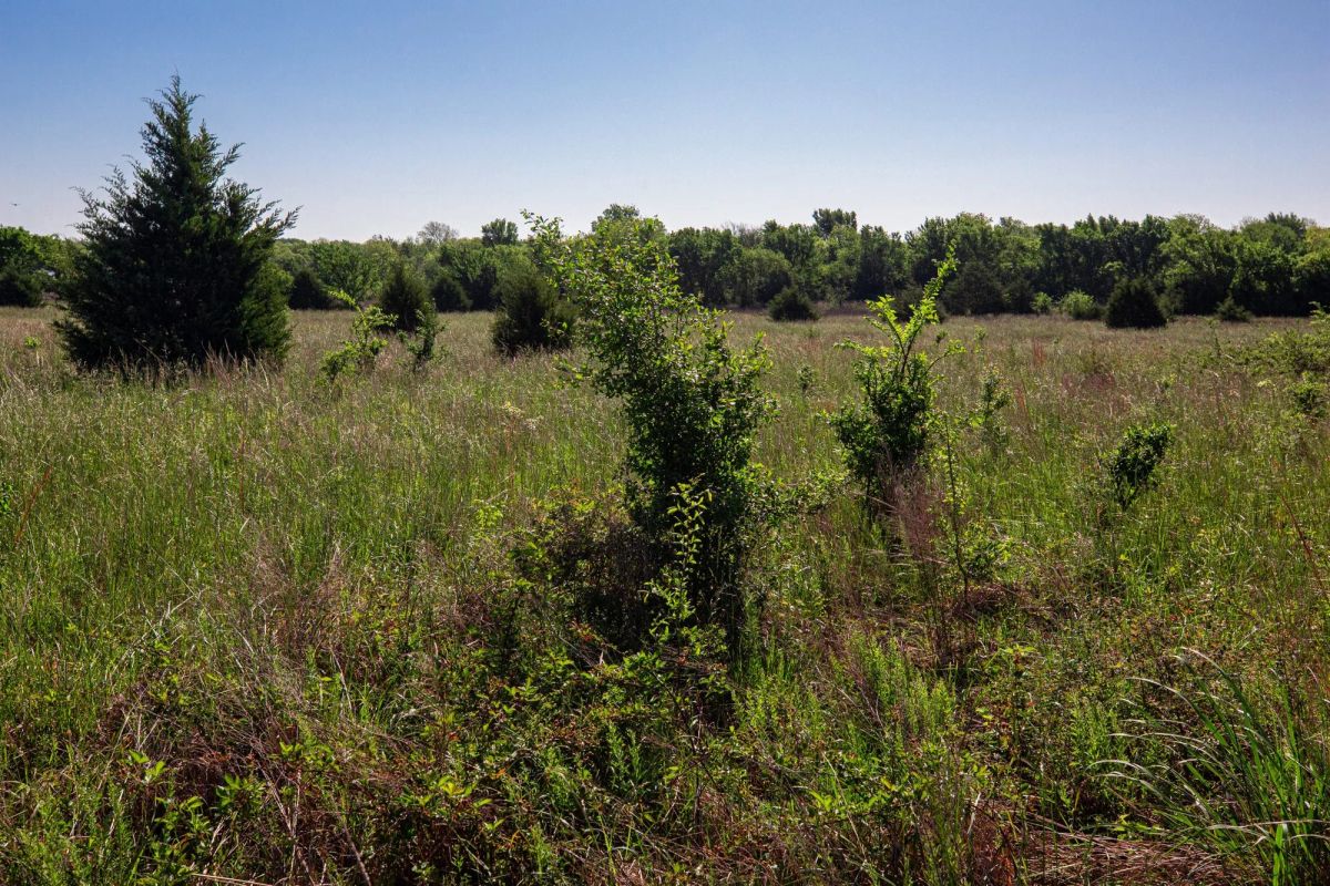 Decorative background for Prairie Grove Tract 25 image 8