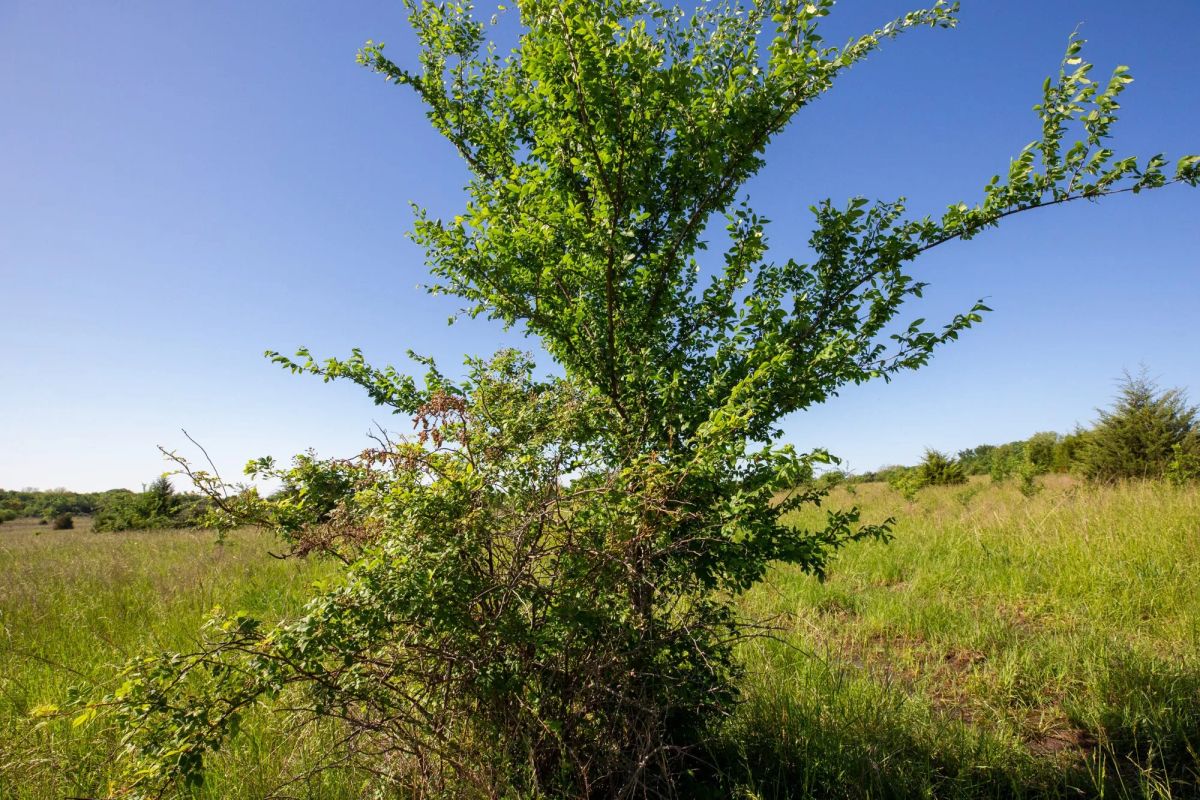 Decorative background for Prairie Grove Tract 25 image 10