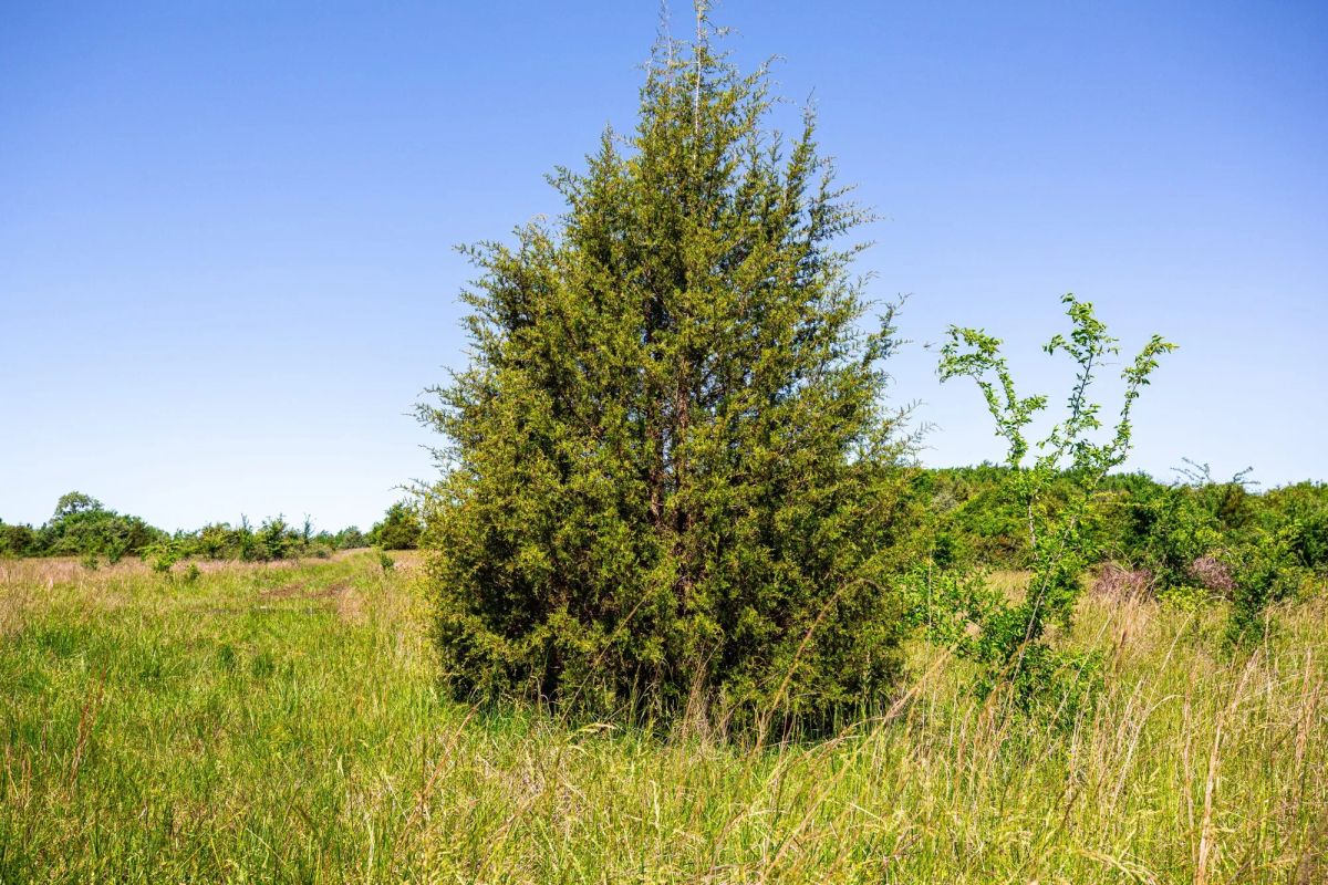 Decorative background for Prairie Grove Tract 25 image 13
