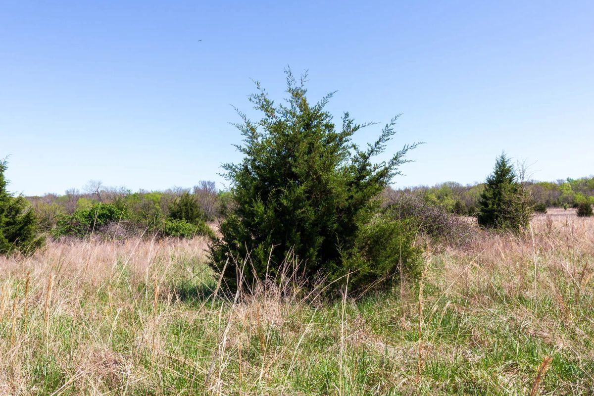 Decorative background for Prairie Grove Tract 25 image 14