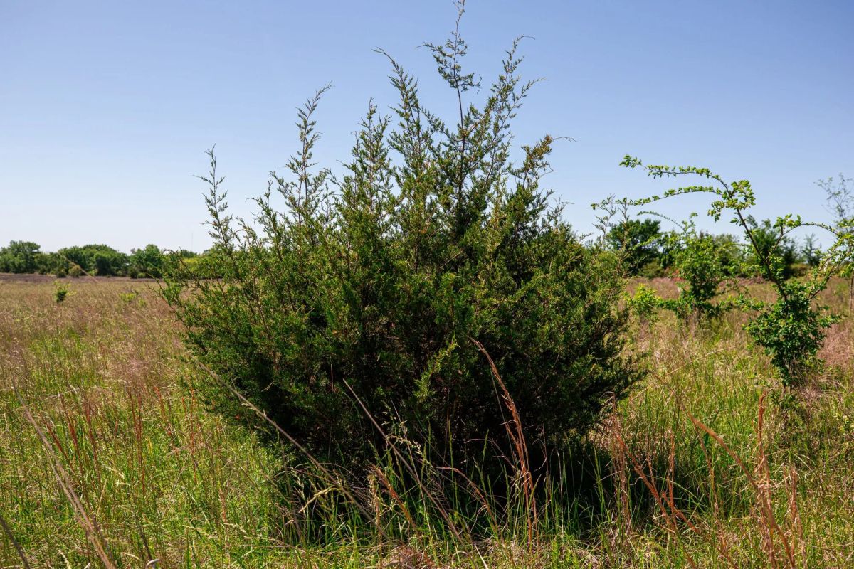Decorative background for Prairie Grove Tract 25 image 18