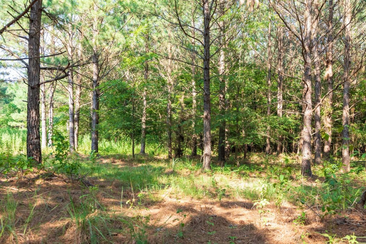Whiskey Ridge Tract 56 - Image 4
