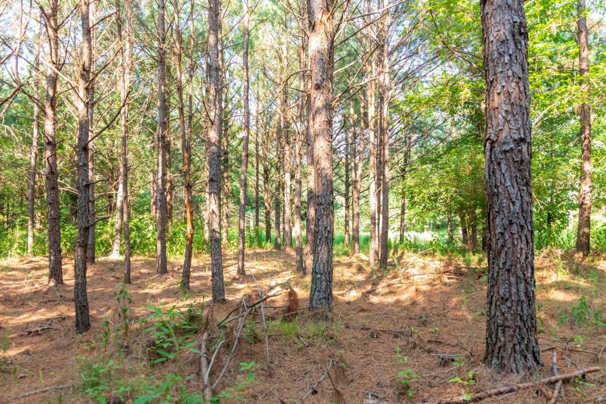Decorative background for Whiskey Ridge Tract 56 image 5