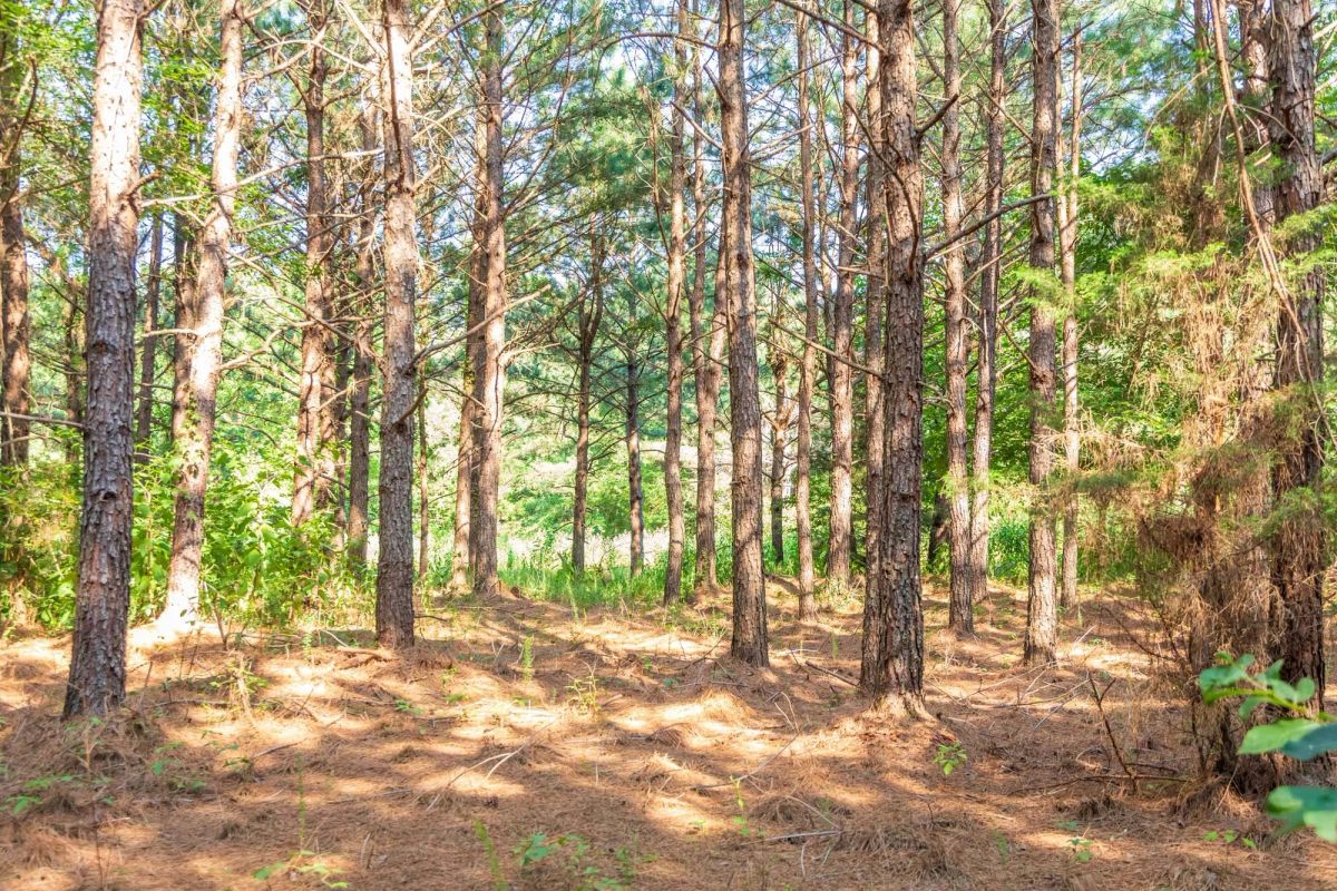 Decorative background for Whiskey Ridge Tract 56 image 6