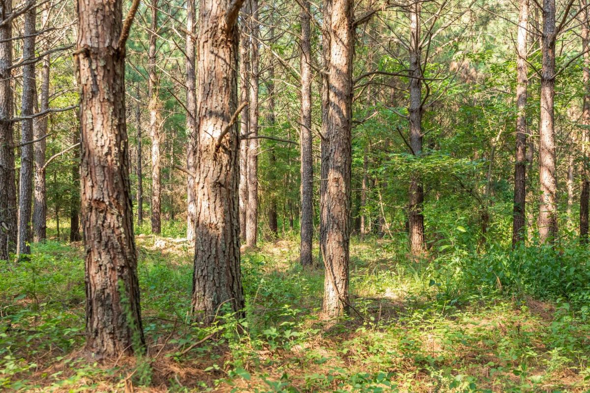 Decorative background for Whiskey Ridge Tract 56 image 8