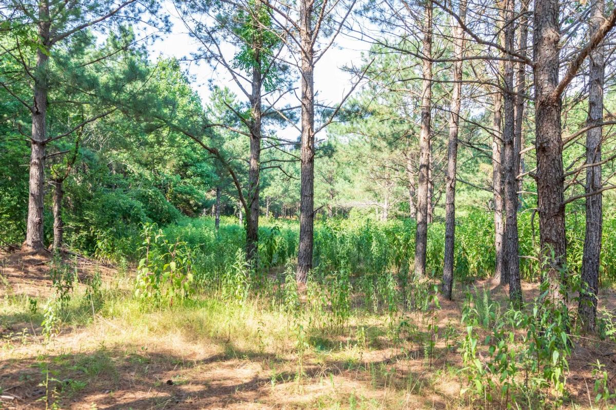 Decorative background for Whiskey Ridge Tract 56 image 9
