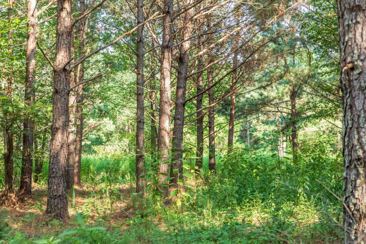 Decorative background for Whiskey Ridge Tract 56 image 10