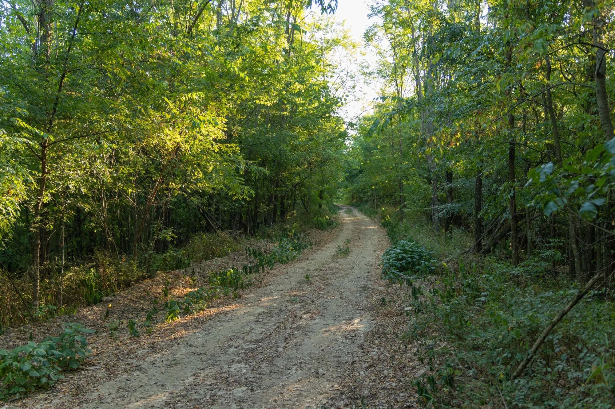 Big White Oak Tract 98 in Perry County, TN