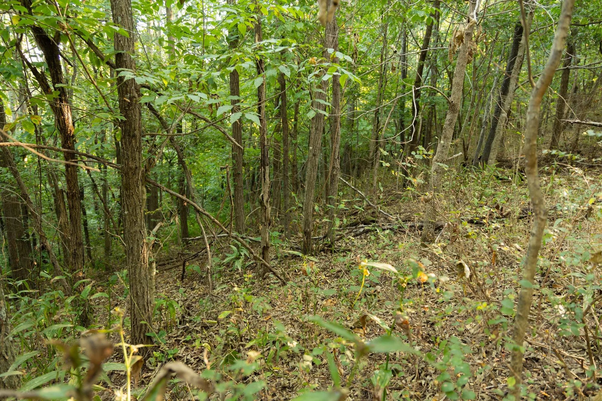 Big White Oak Tract 98 in Perry County, TN