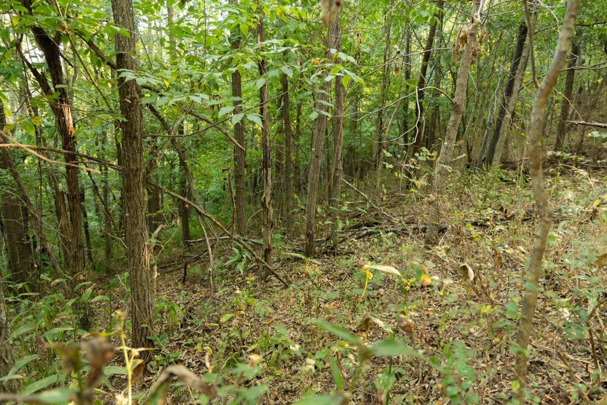 Big White Oak Tract 98 - Image 2