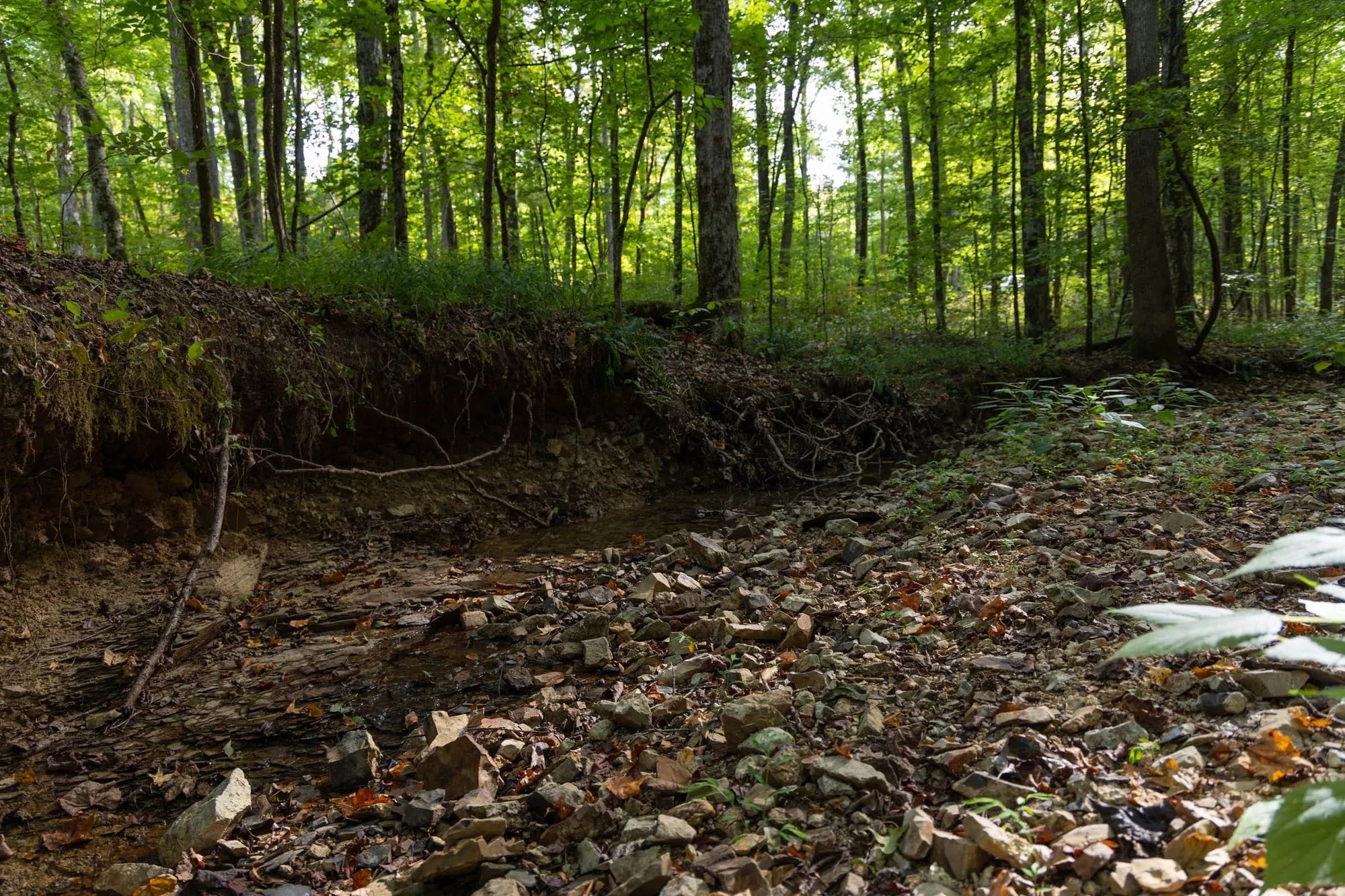 Big White Oak Tract 98 in Perry County, TN