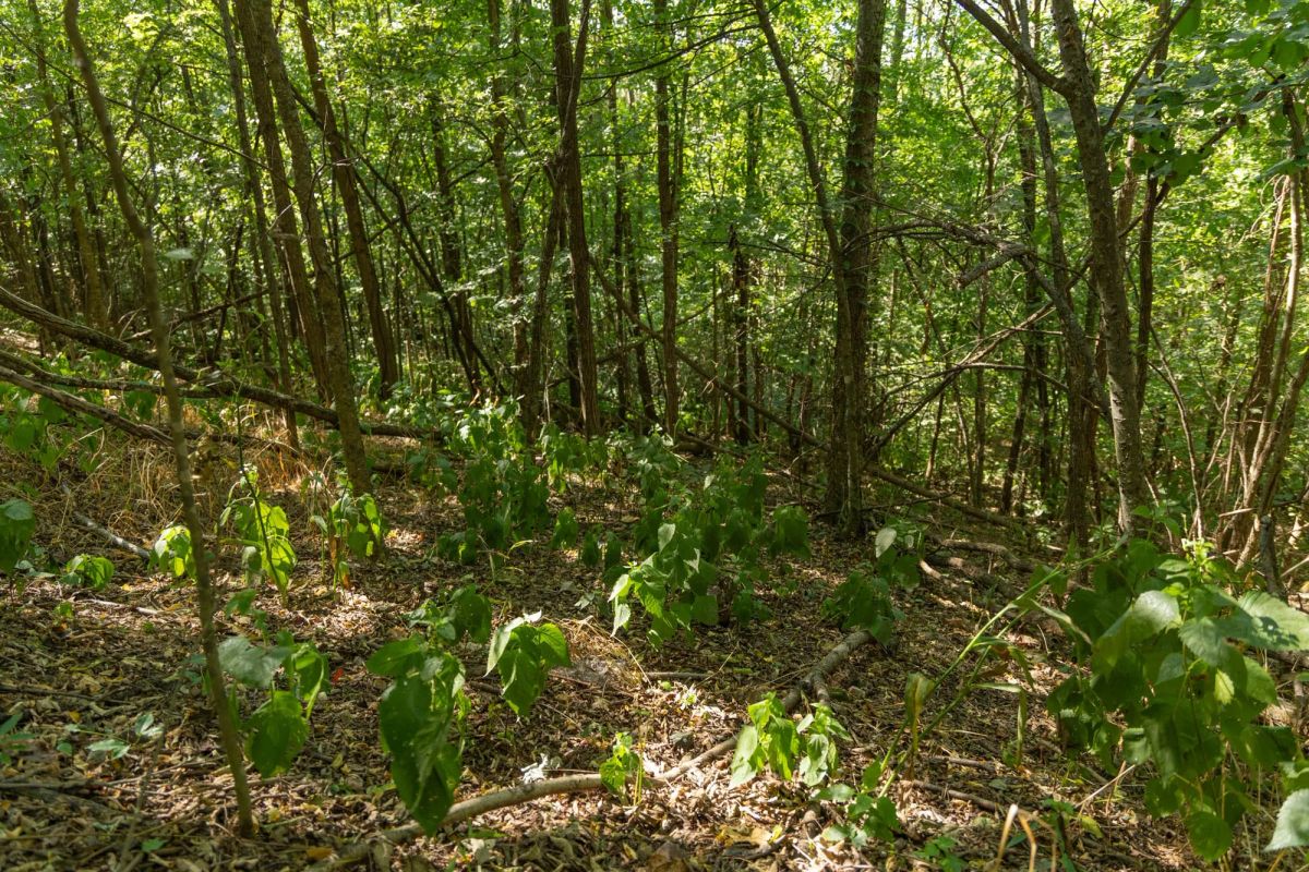 Big White Oak Tract 98 - Image 4