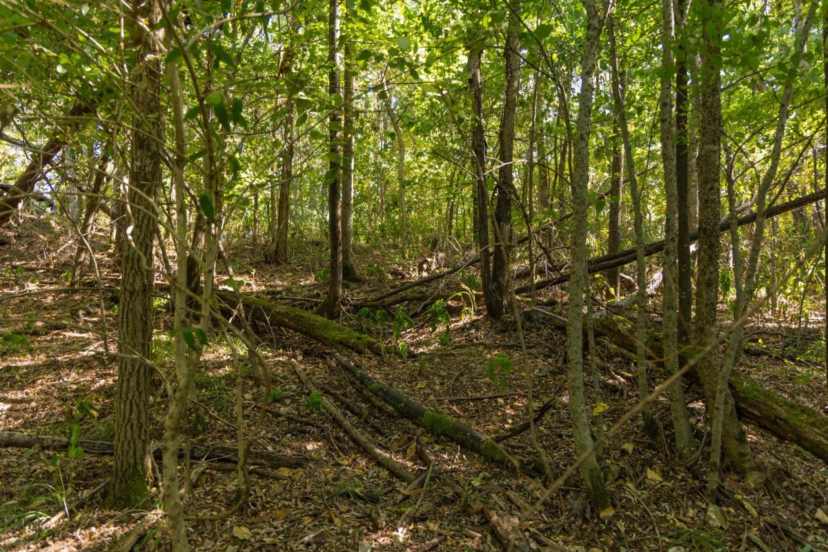 Decorative background for Big White Oak Tract 98 image 5