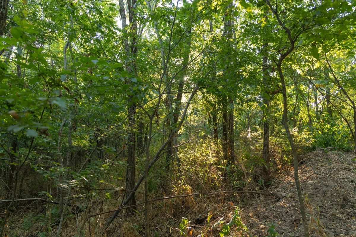 Decorative background for Big White Oak Tract 98 image 6