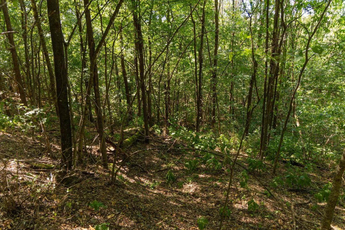 Decorative background for Big White Oak Tract 98 image 7