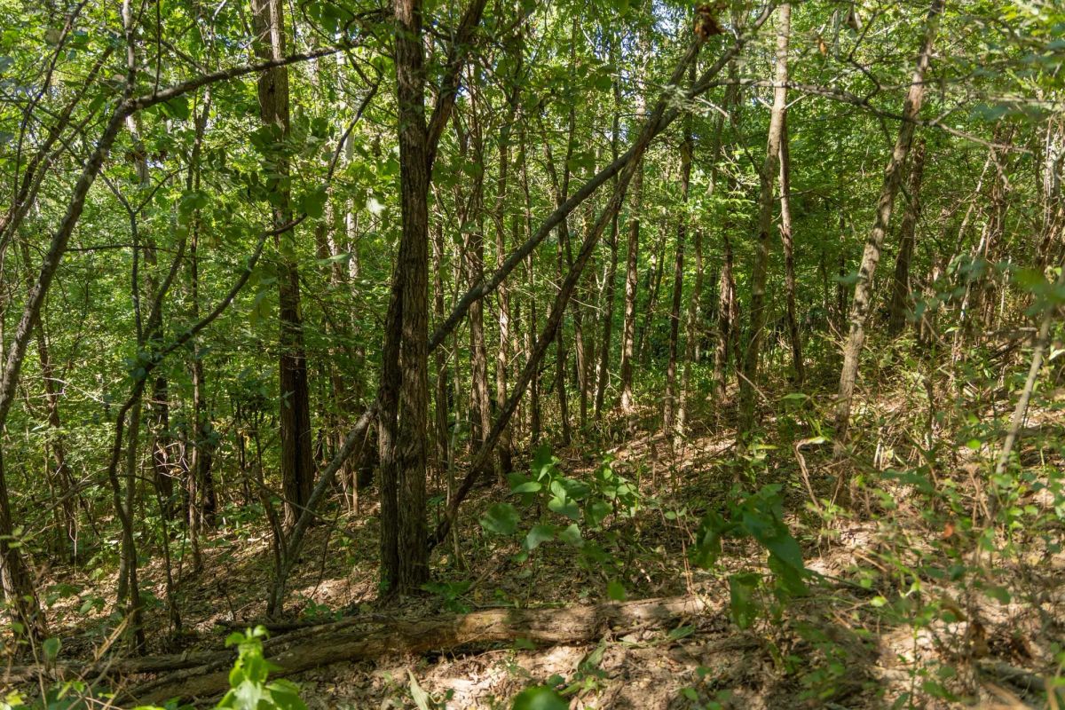 Decorative background for Big White Oak Tract 98 image 9
