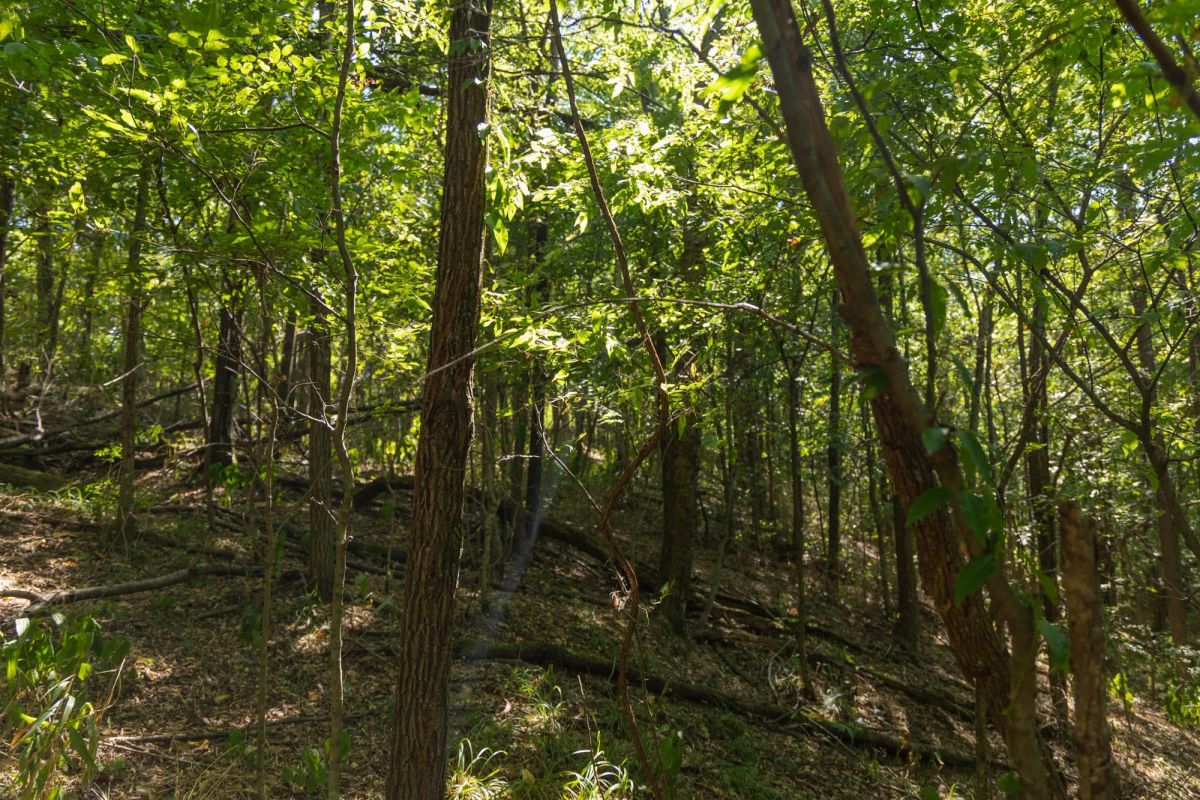 Decorative background for Big White Oak Tract 98 image 10