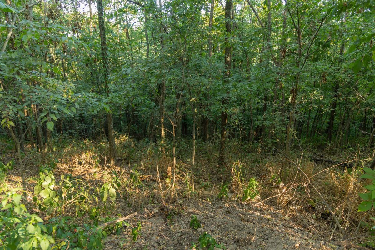 Decorative background for Big White Oak Tract 98 image 11