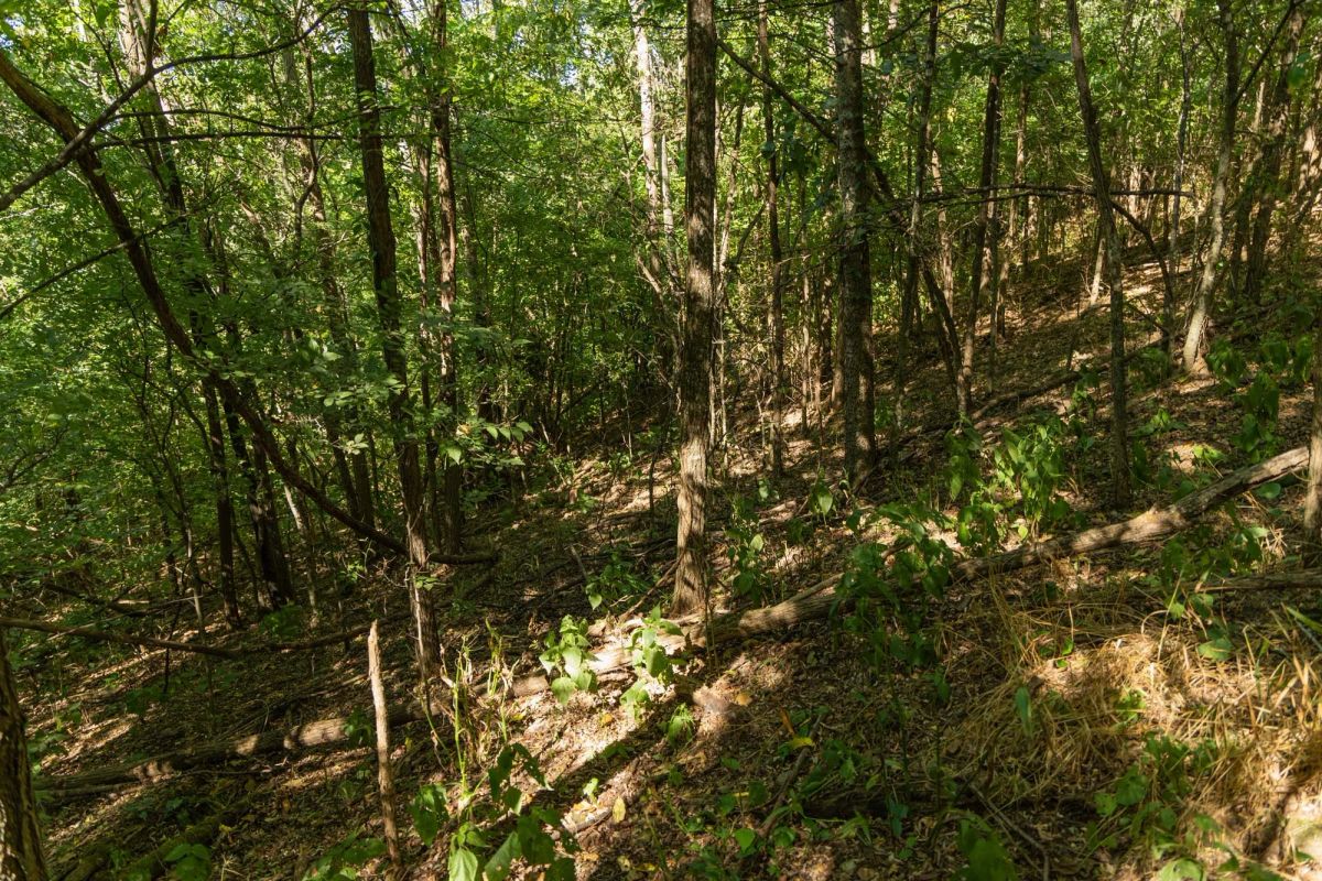 Decorative background for Big White Oak Tract 98 image 12