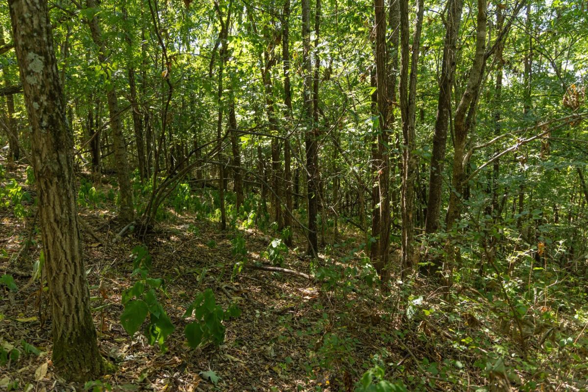 Decorative background for Big White Oak Tract 98 image 13
