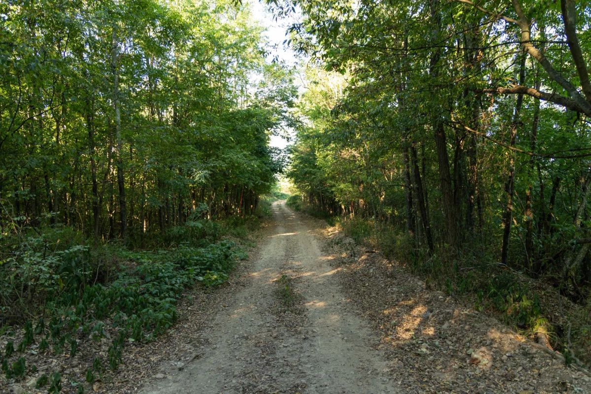 Decorative background for Big White Oak Tract 98 image 14