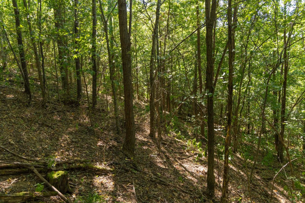Decorative background for Big White Oak Tract 98 image 15