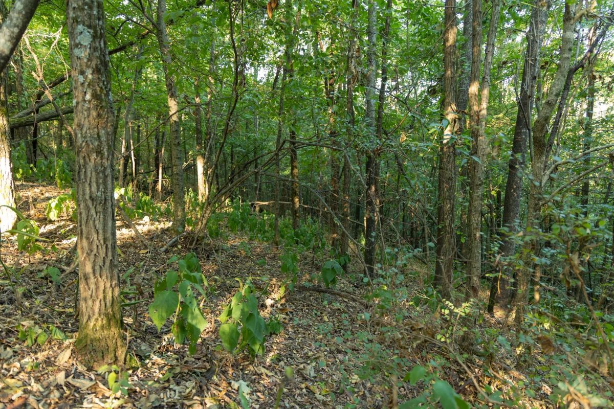 Decorative background for Big White Oak Tract 98 image 16